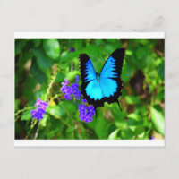 BLUE ULYSSES BUTTERFLY QUEENSLAND AUSTRALIA