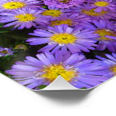 Blue und Lila Mums Blume Perfektes Poster (Ecke)