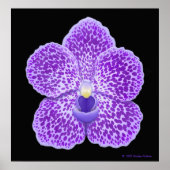 Blue Vanda Orchid Bloom Print Poster (Vorne)