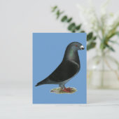 Blue Velvet Show Racer Postkarte (Stehend Vorderseite)