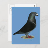 Blue Velvet Show Racer Postkarte (Vorne/Hinten)