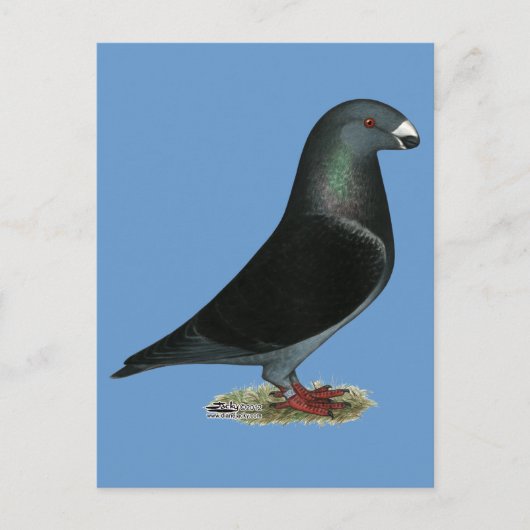 Blue Velvet Show Racer Postkarte (Vorderseite)