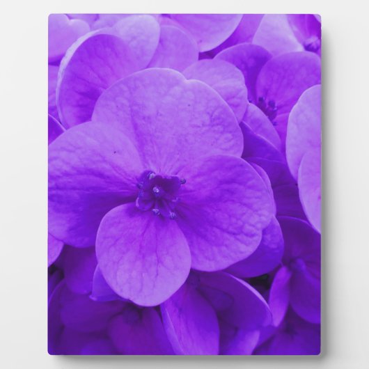 Blue Violet Hydrangea Fotoplatte (Vorderseite)