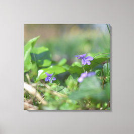 Blue Violets Blume Botanische Blumenfotografie Leinwanddruck