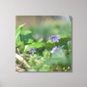 Blue Violets Blume Botanische Blumenfotografie Leinwanddruck