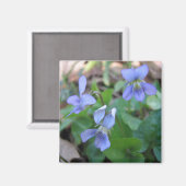 Blue Violets Magnet (Vorderseite/Rückseite)