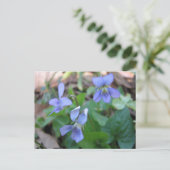 Blue Violets Postcard Postkarte (Stehend Vorderseite)
