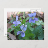 Blue Violets Postcard Postkarte (Vorne/Hinten)
