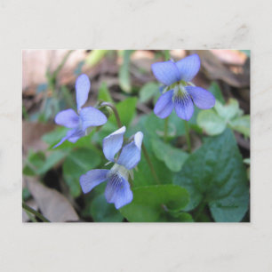 Blue Violets Postcard Postkarte
