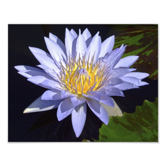 Blue Water Lily 14" x 11" Foto drucken (Vorne)
