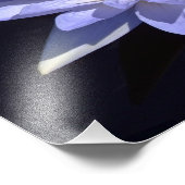 Blue Water Lily 14" x 11" Foto drucken (Ecke)