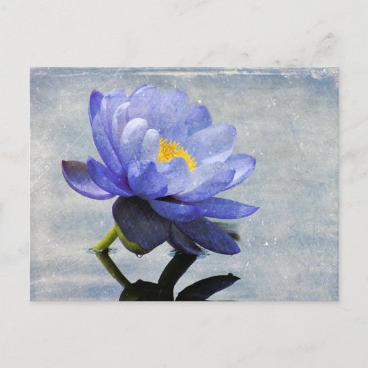 Blue Water Lily Postkarte (Vorderseite)