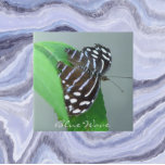 Blue Wave Butterfly auf dem Leaf Foto Fliese<br><div class="desc">Für Schmetterlingsfans! Keramik Kachel mit dem Foto eines Blauen Schmetterlings,  das auf einem Blatt ruht,  auch bekannt als Royal Blue Butterfly. Wählen Sie Ihre Kachelgröße aus. Eine tolle Küche trivet!</div>