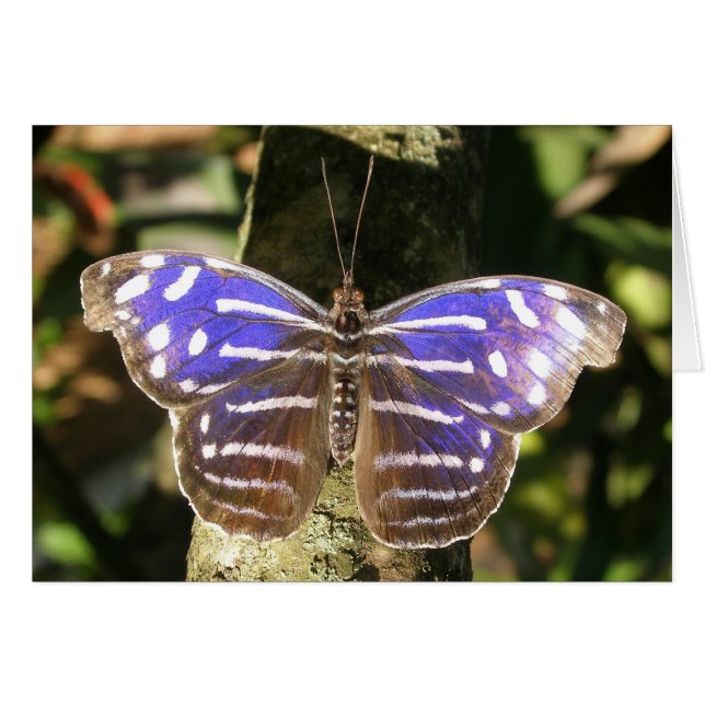 Blue Wave Butterly (Vorderseite (Horizontal))