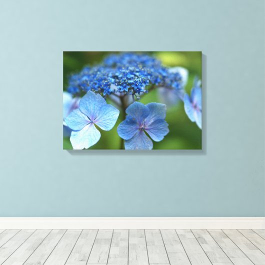 Blue Wave Lacecap Hydrangea Leinwanddruck (Insitu (Holzboden))