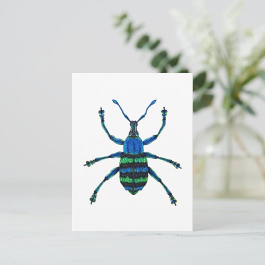 Blue Weevil Postkarte (Stehend Vorderseite)