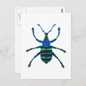 Blue Weevil Postkarte (Vorne/Hinten)