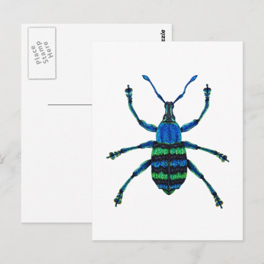 Blue Weevil Postkarte (Vorne/Hinten)