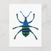 Blue Weevil Postkarte (Vorderseite)