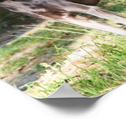 Blue Weimaraner Poster (Ecke)