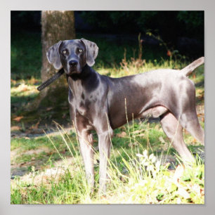Blue Weimaraner Poster