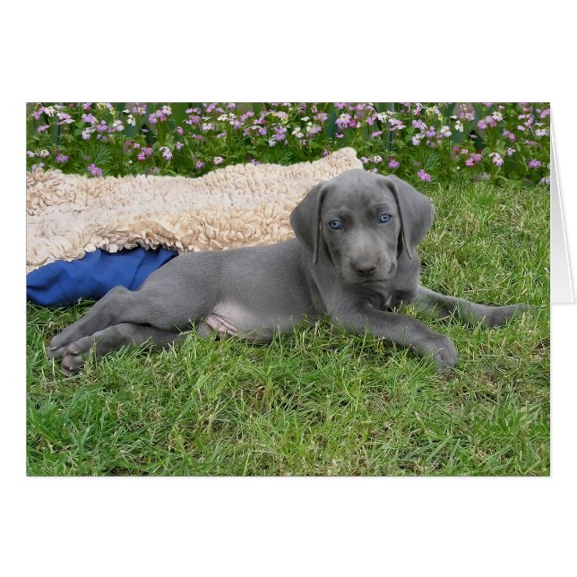 Blue Weimaraner Welppy (Vorderseite (Horizontal))