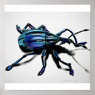 Blue Wevil Print Poster