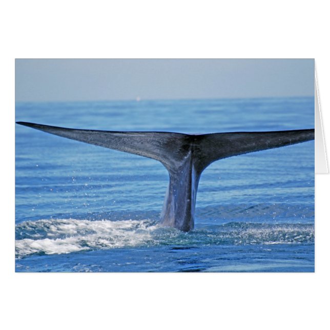 Blue Whale Fluke (Vorderseite (Horizontal))