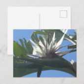 Blue White Strelitzia Blume DIY Postcard Postkarte (Vorne/Hinten)