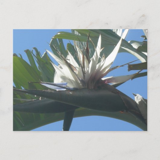 Blue White Strelitzia Blume DIY Postcard Postkarte (Vorderseite)