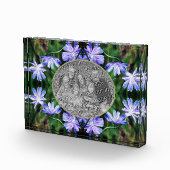 Blue Wild Chicory Blume Rahmen hinzufügen Fotoblock (Rechts)