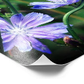 Blue Wild Chicory Blume Trio 8x10 Fotodruck (Ecke)