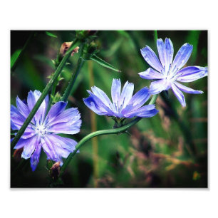 Blue Wild Chicory Blume Trio 8x10 Fotodruck