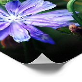 Blue Wild Chicory Blume Trio Poster (Ecke)