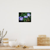 Blue Wild Chicory Blume Trio Poster (Küche)