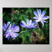 Blue Wild Chicory Blume Trio Poster (Vorne)
