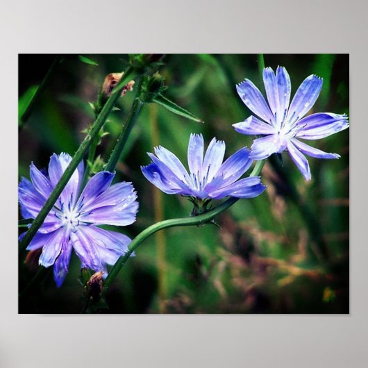 Blue Wild Chicory Blume Trio Poster (Vorne)