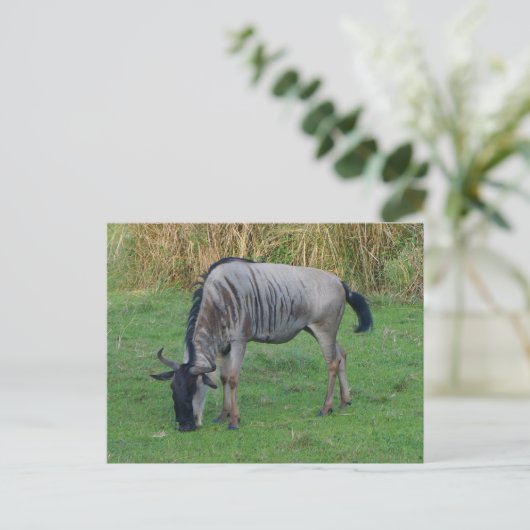 Blue Wildebeest #1 Postkarte (Stehend Vorderseite)
