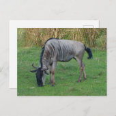 Blue Wildebeest #1 Postkarte (Vorne/Hinten)