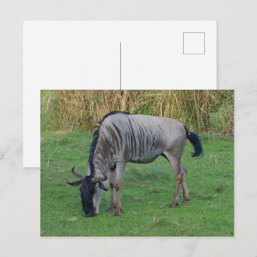 Blue Wildebeest #1 Postkarte (Vorne/Hinten)