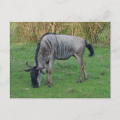 Blue Wildebeest #1 Postkarte (Vorderseite)