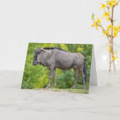 Blue wildebeest karte (Gelbe Blume)