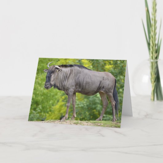 Blue wildebeest karte (Vorderseite)