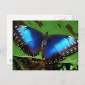 Blue Wing Butterfly Postcard Postkarte (Vorne/Hinten)
