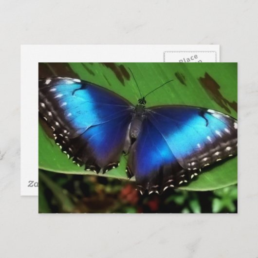 Blue Wing Butterfly Postcard Postkarte (Vorne/Hinten)