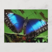 Blue Wing Butterfly Postcard Postkarte (Vorderseite)