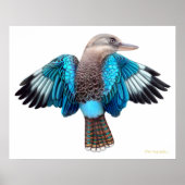 Blue Winged Kookaburra Print Poster (Vorne)