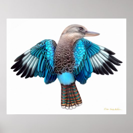 Blue Winged Kookaburra Print Poster (Vorne)