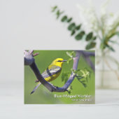 Blue-Winged Warbler-Postkarte Postkarte (Stehend Vorderseite)