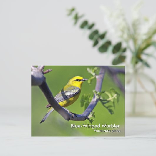 Blue-Winged Warbler-Postkarte Postkarte (Stehend Vorderseite)